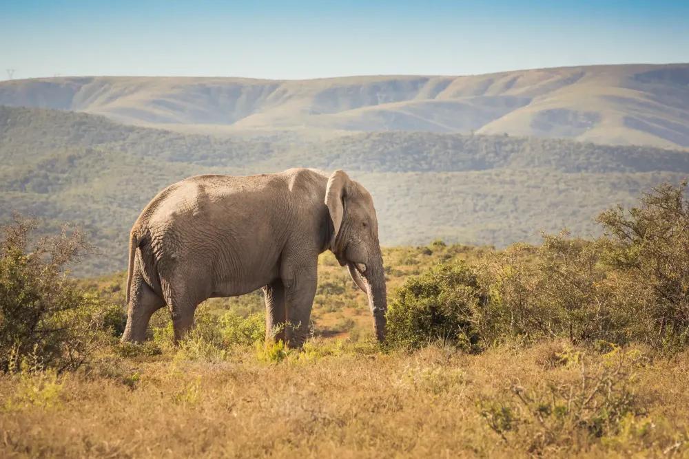 Cover for The Ultimate Safari Adventure: Exploring South Africa's Wildlife