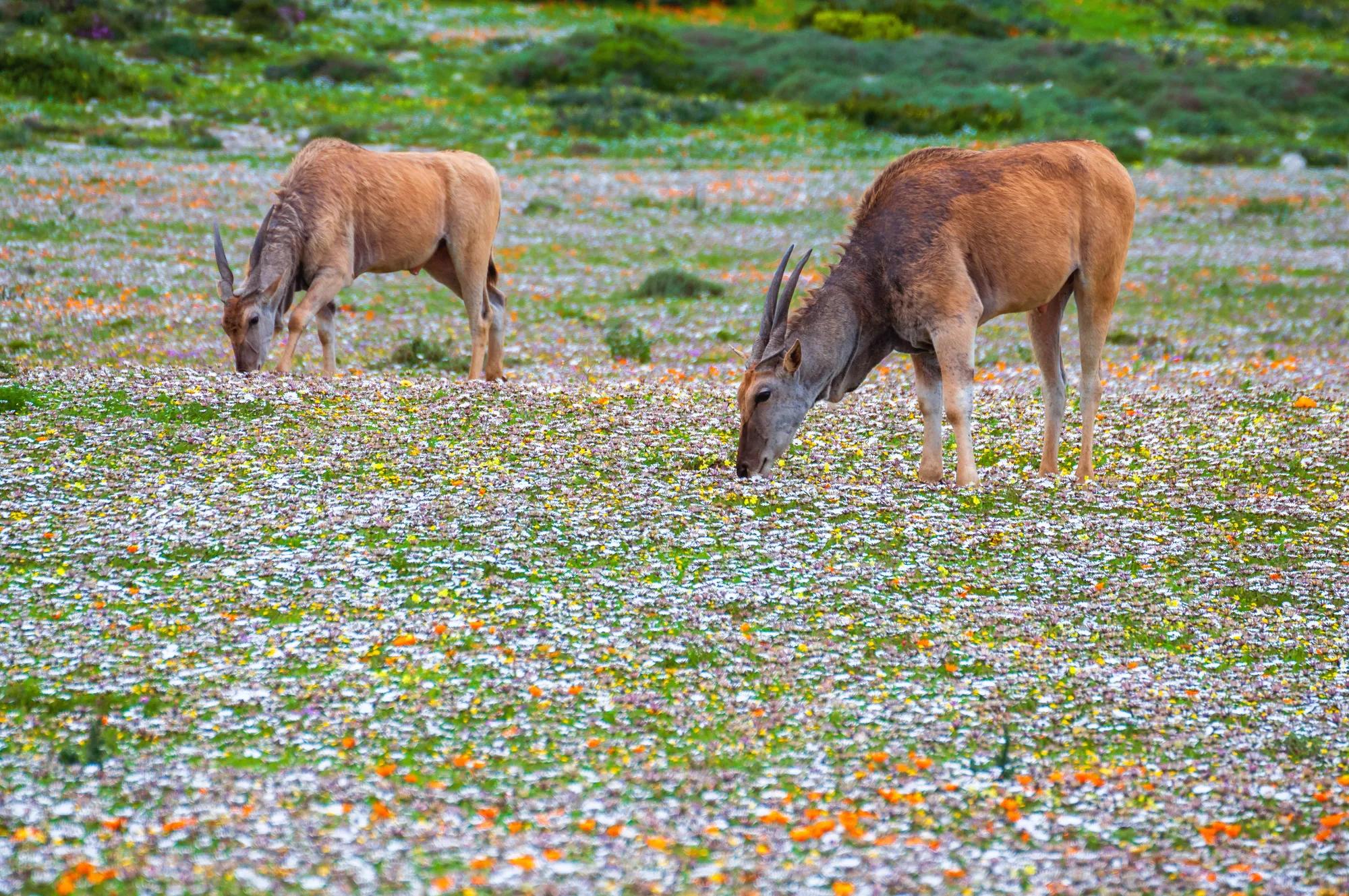 Namaqualand