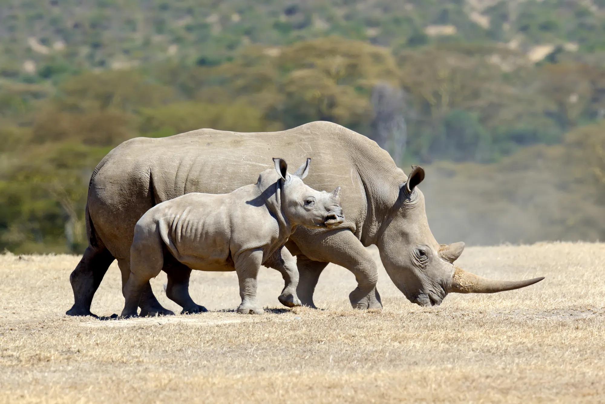 Hluhluwe-iMfolozi Park