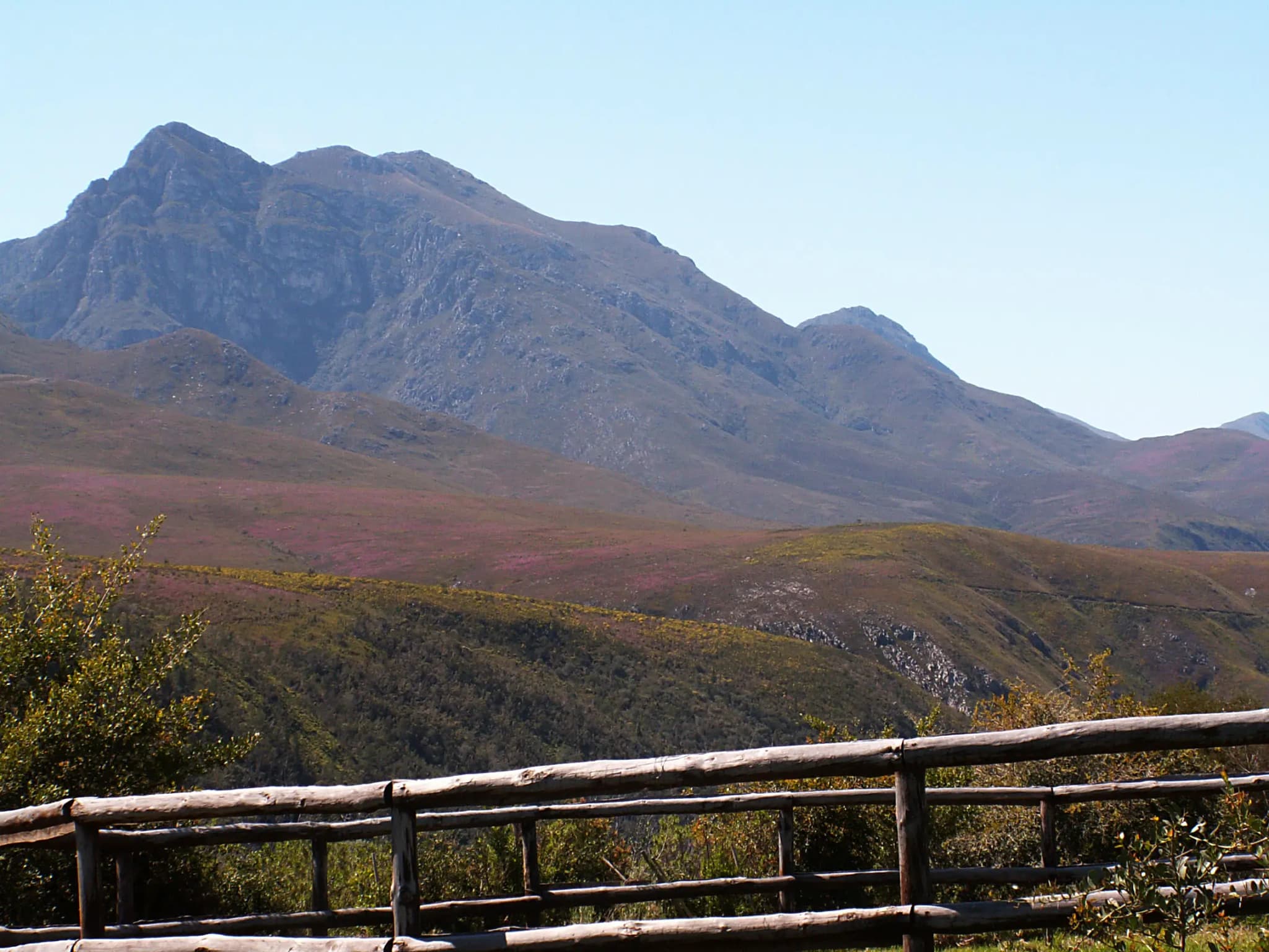 Grootvadersbosch Nature Reserve with indigenous Afromontane forest and ancient yellowwood trees in Western Cape